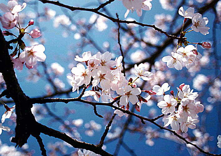 Bunga Sakura Mulhimah 39 S Blog